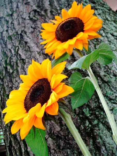 sunflowers