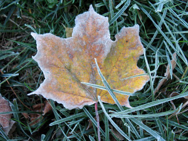 FrostedLeaf