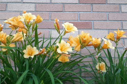 Row of Yellow Daylilies against brick background