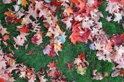 red leaves on green grass